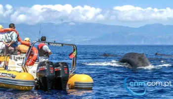Azores Whale Watching Terra Azul - Vila Franca Do Campo