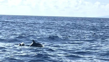 Bela vista whale & Dolphin watching - Lajes Do Pico