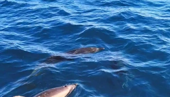 Futurismo Azores Adventures - Ponta Delgada