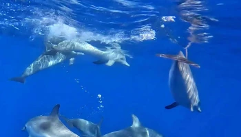 Terra do Pico, Whale Watching in Azores - Mosteiros