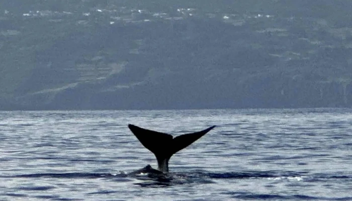 Aqua Acores Lda   Whale And Dolphin Whatching Agencia De Passeios De Barco - Lajes Do Pico
