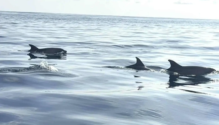 Aqua Acores Lda   Whale And Dolphin Whatching Endereco - Lajes Do Pico