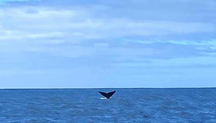 Aqua Acores Lda   Whale And Dolphin Whatching Horario - Lajes Do Pico