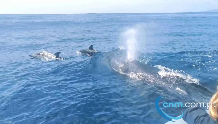 Aqua Acores Lda   Whale And Dolphin Whatching Mais Recentes - Lajes Do Pico