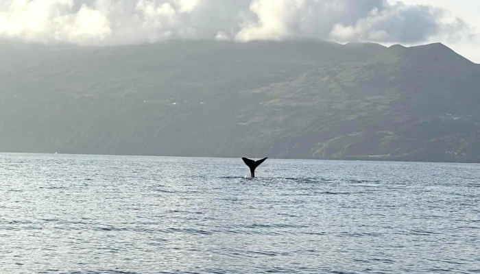 Aqua Acores Lda   Whale And Dolphin Whatching Opinioes - Lajes Do Pico