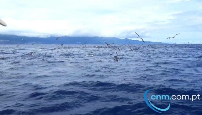 Aqua Acores Lda   Whale And Dolphin Whatching Videos - Lajes Do Pico