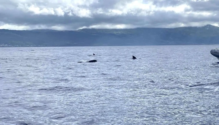 Aqua Acores Lda   Whale And Dolphin Whatching Zona - Lajes Do Pico