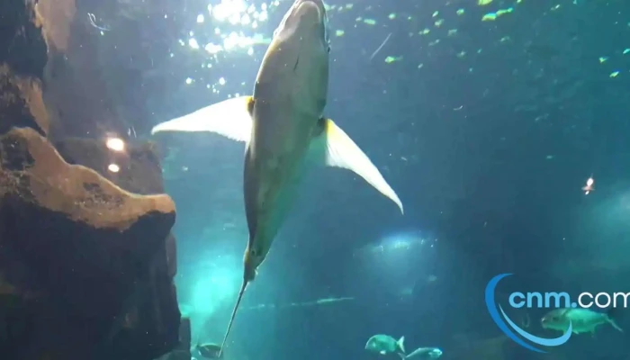 Aquario Da Madeira Videos - Porto Moniz