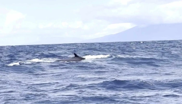 Bela Vista Whale Dolphin Watching Atracao Turistica - Lajes Do Pico