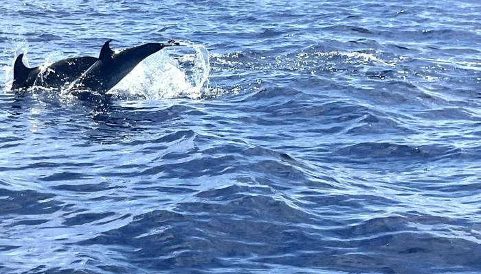 Bela Vista Whale Dolphin Watching Endereco - Lajes Do Pico