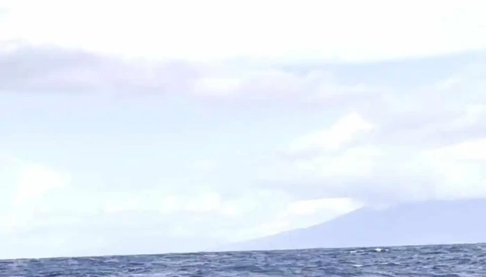 Bela Vista Whale Dolphin Watching Mais Recentes - Lajes Do Pico