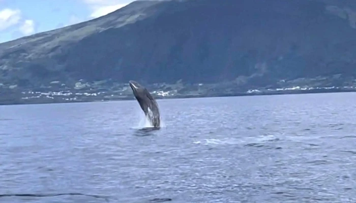 Bela Vista Whale Dolphin Watching Numero - Lajes Do Pico