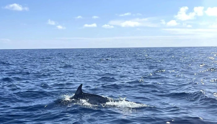 Bela Vista Whale Dolphin Watching Precos - Lajes Do Pico