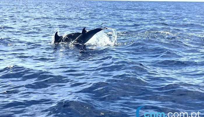 Bela Vista Whale Dolphin Watching Tudo - Lajes Do Pico