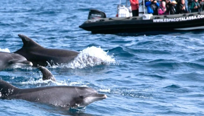 Espaco Talassa  Observacao De Cetaceos Agencia De Turismo Para Observacao De Baleias - Lajes Do Pico
