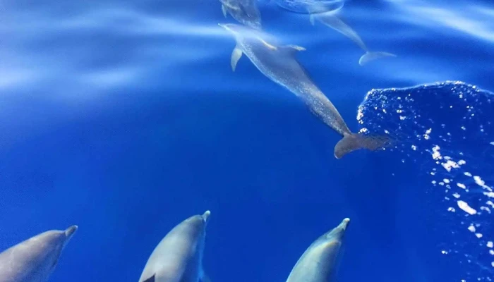 Espaco Talassa  Observacao De Cetaceos Golfinhos - Lajes Do Pico