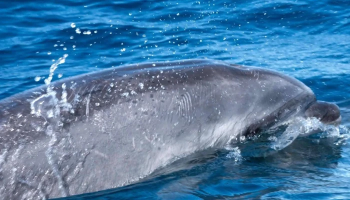 Espaco Talassa  Observacao De Cetaceos Lajes Do Pico - Lajes Do Pico