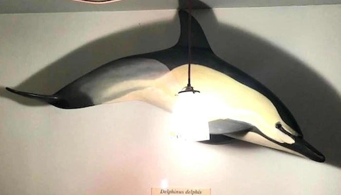 Espaco Talassa  Observacao De Cetaceos Promocao - Lajes Do Pico