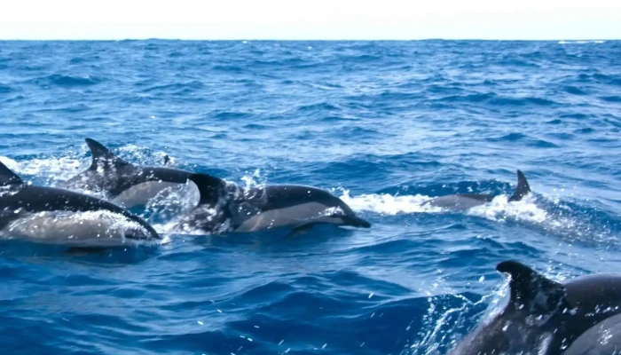 Espaco Talassa  Observacao De Cetaceos Site - Lajes Do Pico