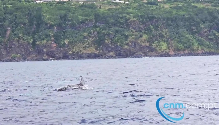 Espaco Talassa  Observacao De Cetaceos Videos - Lajes Do Pico