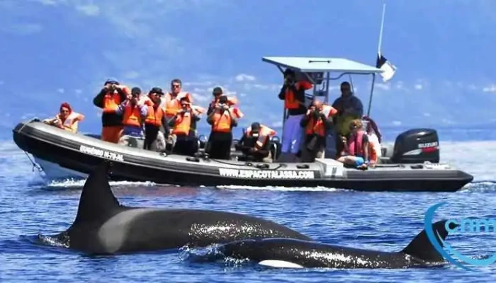 Espaço Talassa- Observação de cetáceos - Lajes Do Pico