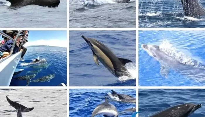Futurismo Azores Adventures -  Golfinhos - Ponta Delgada