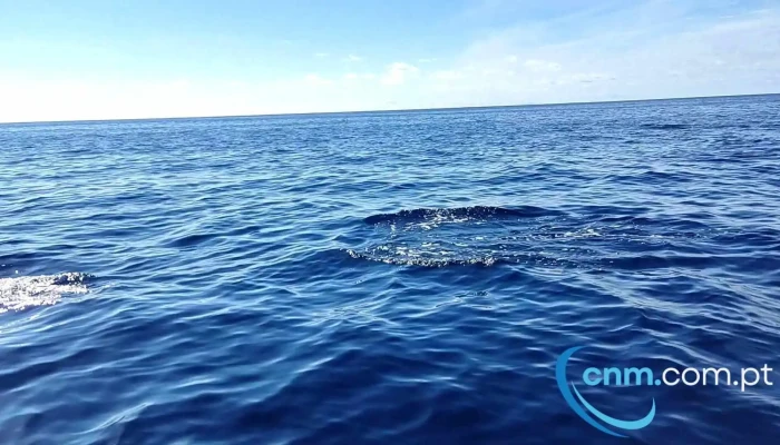 Futurismo Azores Adventures -  Videos - Ponta Delgada