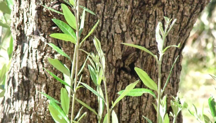 Herdade Da Maxuqueira -  Do Proprietario - Margem
