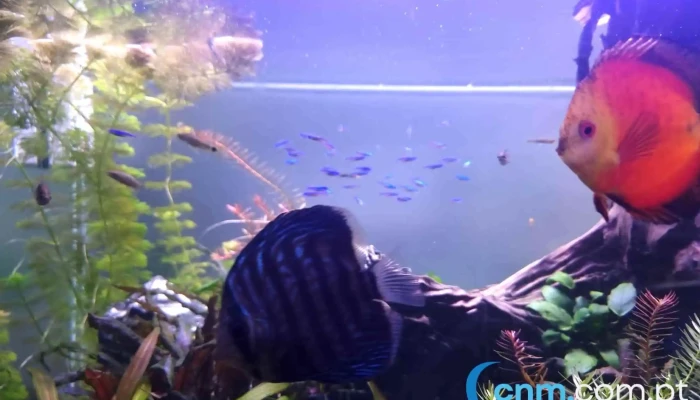 Madpetspt Aquario - Funchal
