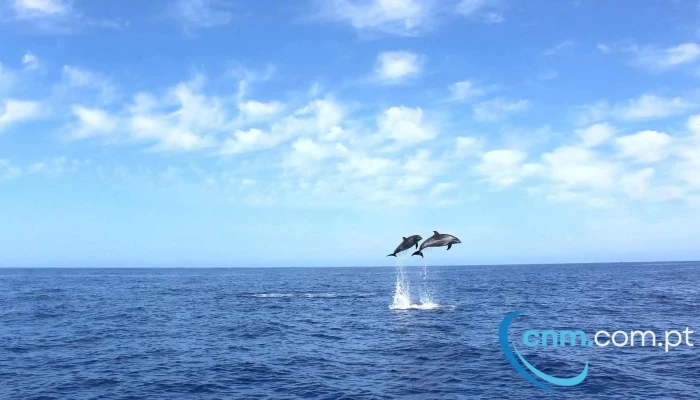 On Tales Whales And Dolphins Cruises -  Tudo - Calheta