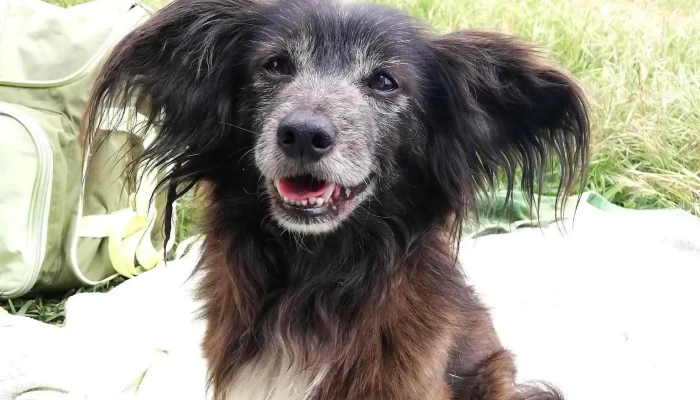 Quintinha Abc - Associação Protetora dos Animais - 2950-049 Palmela