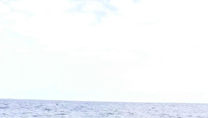 Terra Do Pico Whale Watching In Azores Catalogo - Mosteiros