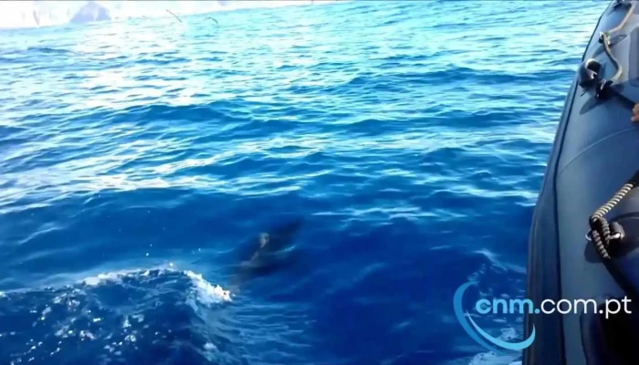Terra Do Pico Whale Watching In Azores Do Proprietario - Mosteiros