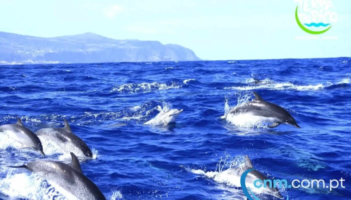 Terra Do Pico Whale Watching In Azores Golfinhos - Mosteiros