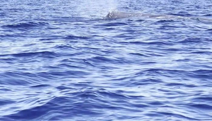 Terra Do Pico Whale Watching In Azores Precos - Mosteiros