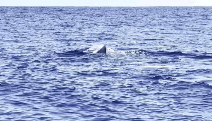 Terra Do Pico Whale Watching In Azores Site - Mosteiros