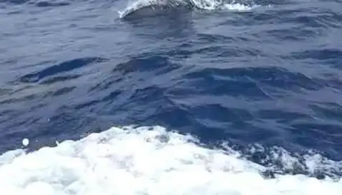 Terra Do Pico Whale Watching In Azores Videos - Mosteiros