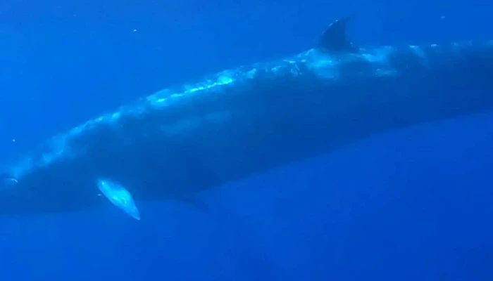 Terra Do Pico Whale Watching In Azores Zona - Mosteiros